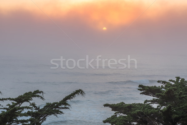 Pacific Ocean Foggy Sunset With Cypress Trees. Stock photo © yhelfman