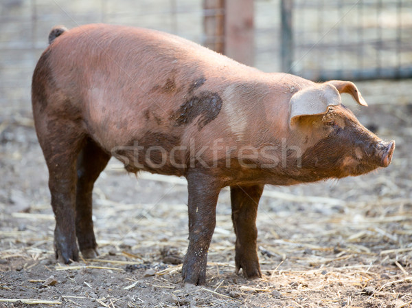 Stock fotó: Piros · sertés · áll · szarvas · üreges · farm