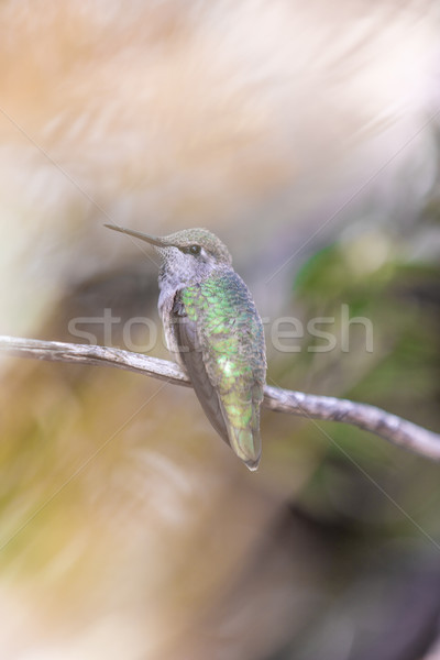 Anna's Hummingbird (Calypte anna) perched on a branch in a botanic garden. Stock photo © yhelfman