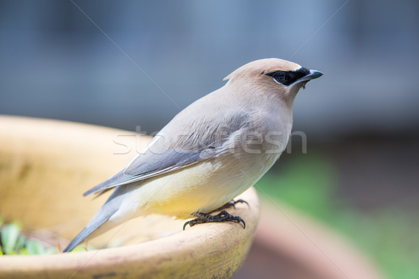 Cedar waxwing - Bombycilla cedrorum Stock photo © yhelfman