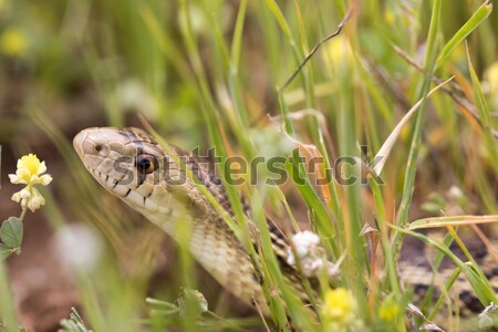 Pacific Gopher Snake (Pituophis catenifer catenifer) hiding in the grass. Stock photo © yhelfman