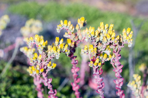 [[stock_photo]]: Sable · laitue · côte · succulent · usine · plusieurs