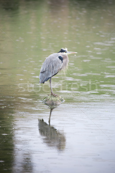 Great Blue Heron - Ardea Herodias foraging in the rain Stock photo © yhelfman
