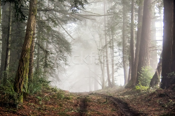 Foggy Forest of Bolinas Ridge. Stock photo © yhelfman