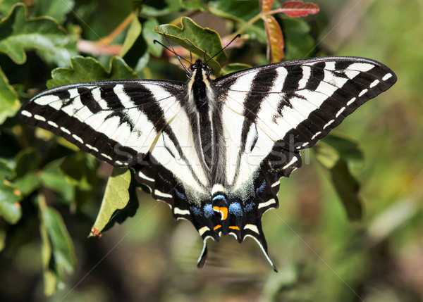 Pâle papillon arbre ouest États-Unis été [[stock_photo]] © yhelfman