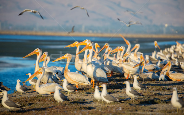 Pelicans and Gulls on levee; Alviso, CA Stock photo © yhelfman