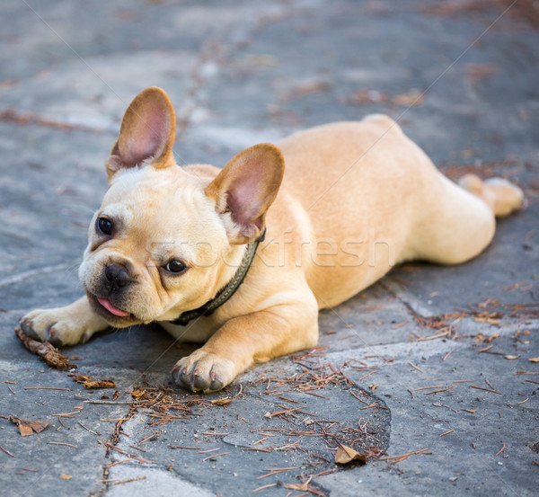 French Bulldog Puppy - Canis lupus familiaris Stock photo © yhelfman