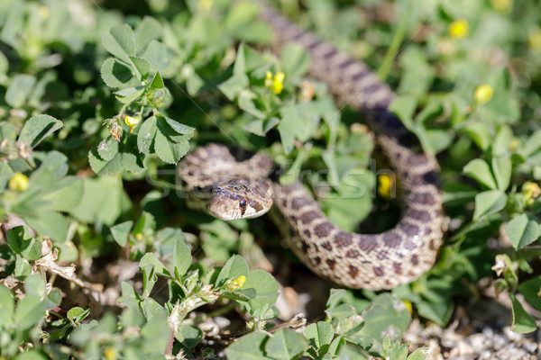 Pacific Gopher Snake (Pituophis catenifer catenifer) in defensive posture. Stock photo © yhelfman