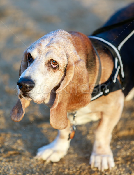 [[stock_photo]]: Chien · de · chasse · adulte · Homme · tête · coup