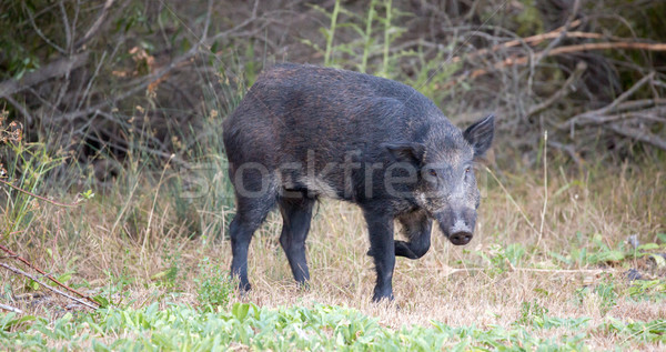 Sauvage sanglier alerter Californie USA [[stock_photo]] © yhelfman