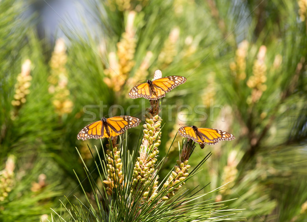 Monarch Butterflies Perched on Monterey Cypress Tree Stock photo © yhelfman