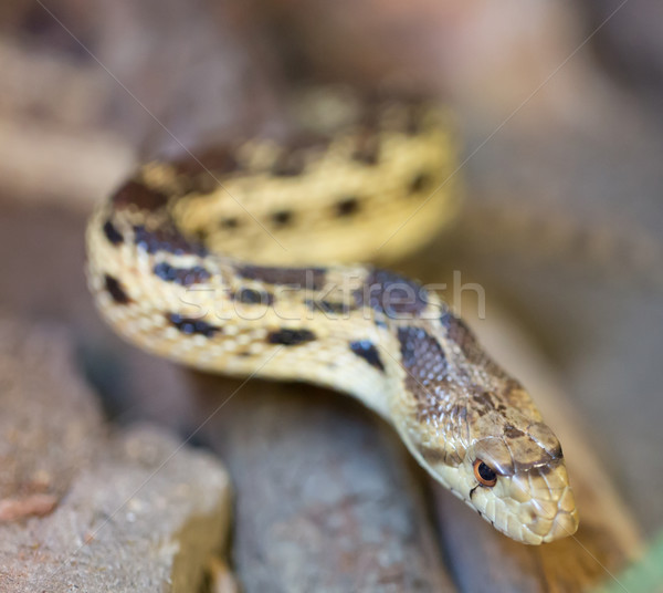 Pacific Gopher Snake (Pituophis catenifer catenifer) Stock photo © yhelfman