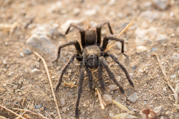 Tarantula - Aphonopelma. Santa Clara County, California, Fall 2016 Stock photo © yhelfman