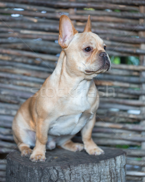 French Bulldog - Canis lupus familiaris, 6 months old, Portrait Stock photo © yhelfman