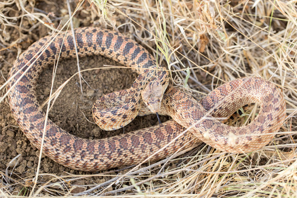 Pacific Gopher Snake (Pituophis catenifer catenifer) Adult in defensive posture. Stock photo © yhelfman