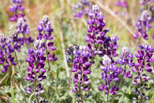 Lupines - Lupinus Stock photo © yhelfman