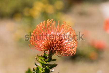 Pincushion Protea (Leucospermum cordifolium) aka Flame Giant. Stock photo © yhelfman