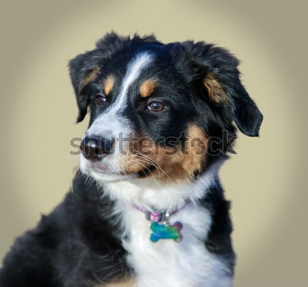 Stock photo: Miniature Australian Shepherd (American Shepherd) Puppy Female headshot.