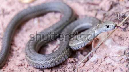 Western Terrestrial Garter Snake - Thamnophis elegans Stock photo © yhelfman
