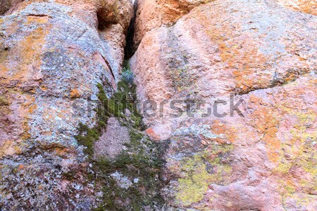 Samples of moss, algae and lichen on volcanic rock. Stock photo © yhelfman