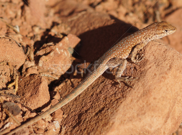 Northern Side-blotched Lizard camouflages on a rock Stock photo © yhelfman