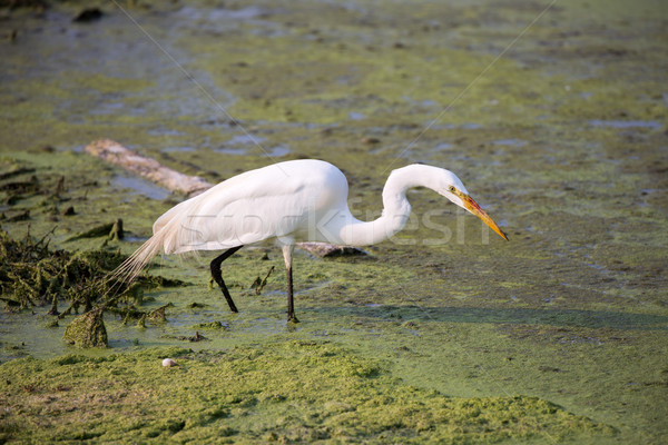 Great White Heron (Ardea alba) in mossy water wetlands Stock photo © yhelfman