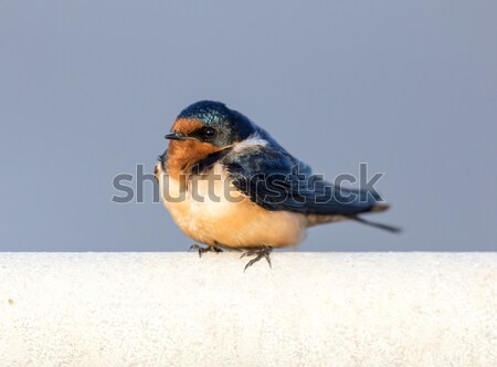 Barn Swallow - Hirundo rustica, Adult Female. Stock photo © yhelfman