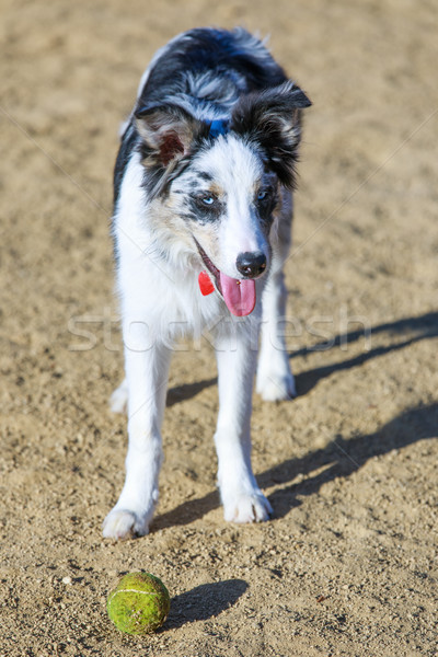 Black & white Border Collie puppy taking a break from chasing a ball in a dog park. Stock photo © yhelfman