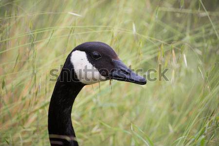 Canada Goose - Branta Canadensis, head-shot Stock photo © yhelfman