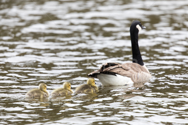 Canada Goose with Goslings (Branta Canadensis) Wading in formation. Stock photo © yhelfman