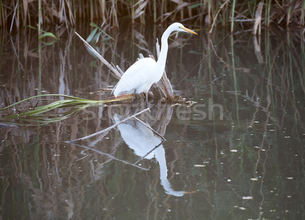 Great White Heron (Ardea alba) in wetlands Stock photo © yhelfman