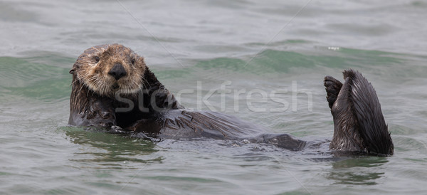 Curious Sea Otter (Enhydra lutris) floating  in Monterey Bay of the Pacific Ocean. Stock photo © yhelfman
