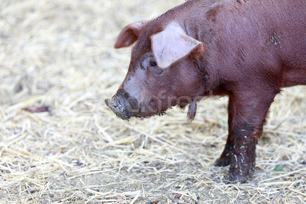 Red Wattle hog (Sus scrofa domesticus) close-up. Stock photo © yhelfman