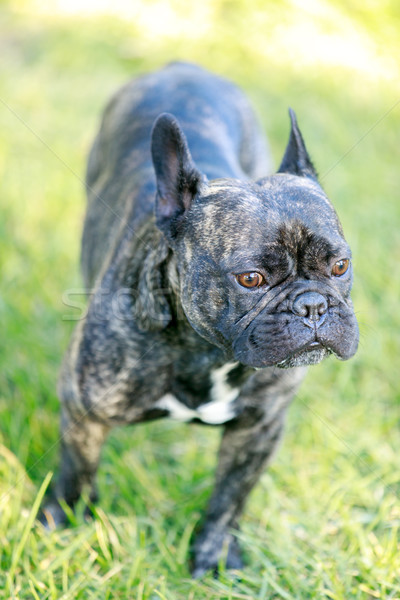 French Bulldog Brindle Male Portrait. Stock photo © yhelfman