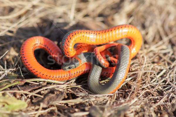 Monterey Ring-necked snake in a defensive posture. Stock photo © yhelfman