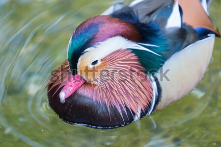 Mandarin Duck - Aix galericulata, Adult Male, wading in the pond Stock photo © yhelfman