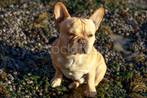 Französisch Bulldogge männlich Porträt Sitzung Stock foto © yhelfman