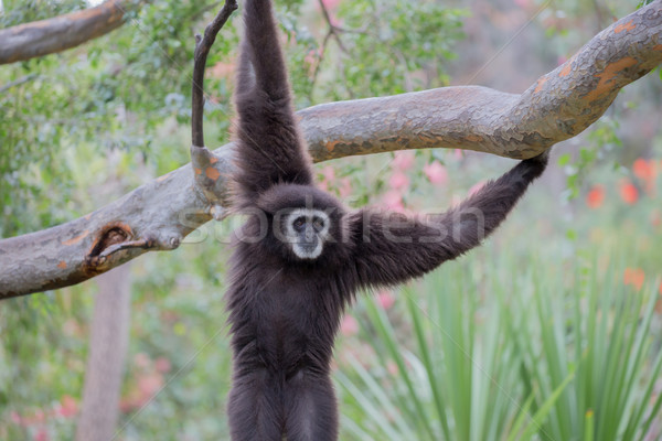 White Handed Gibbon (Hylobates lar) Stock photo © yhelfman
