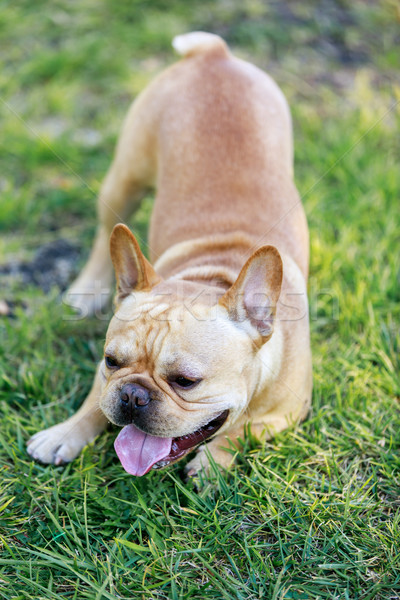 Francés bulldog masculina crema juguetón Foto stock © yhelfman
