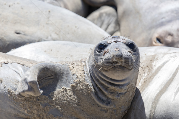 Northern Elephant Seal (Mirounga angustirostris) Adult Female hawling out during molting season. Stock photo © yhelfman