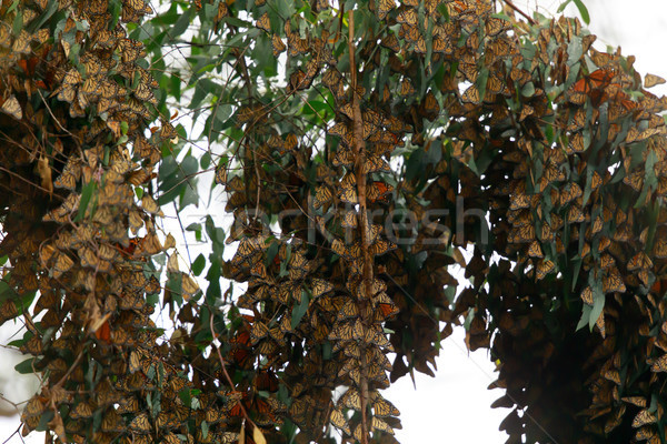 Monarch Butterflies forming a cluster to stay warm. Stock photo © yhelfman