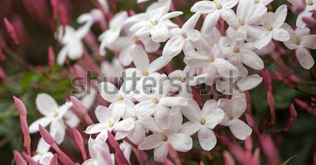 White & Pink Jasmine - Jasminum polyanthum Stock photo © yhelfman