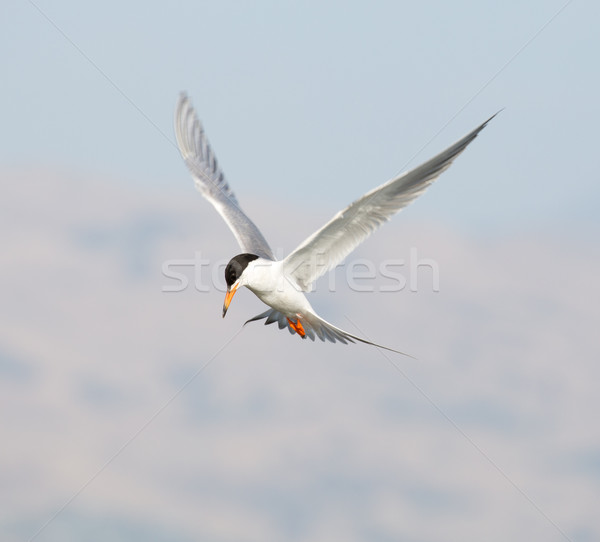 Forster's tern (Sterna forsteri) in flight Stock photo © yhelfman