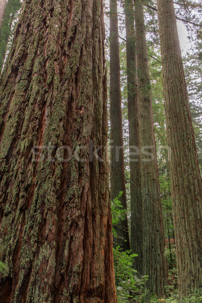 Redwood Grove. Stock photo © yhelfman