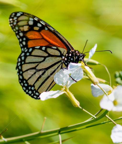 Mariposa bebidas flor néctar familia Foto stock © yhelfman