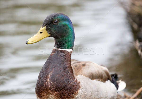 Stock photo: Mallard or wild duck - Anas platyrhynchos, adult male