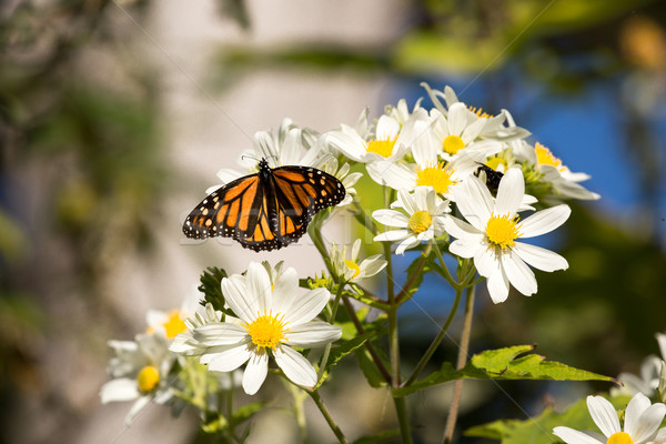 Monarch butterfly drinks daisy flower nectar Stock photo © yhelfman
