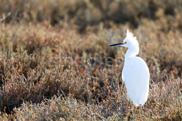 Snowy Egret (Egretta thula) with wisply plumes on head on the hunt. Stock photo © yhelfman