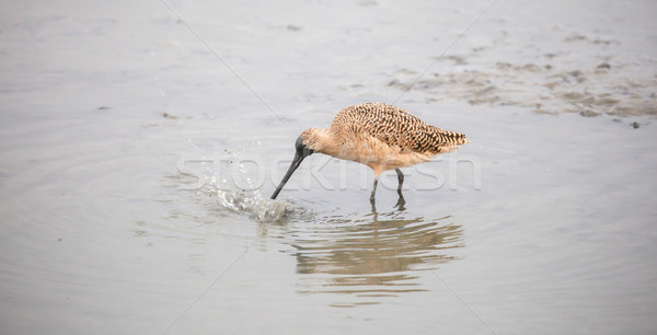 Long-billed Dowitcher - Limnodromus scolopaceus Stock photo © yhelfman