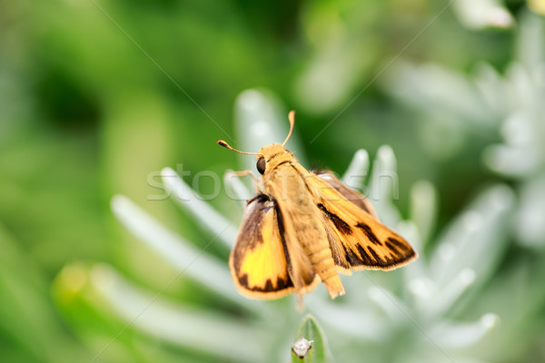 Fiery Skipper (Hylephila phyleus) male on Lavender. Stock photo © yhelfman